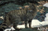 Wilde kat (Felis silvestris) 