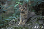 Wilde kat (Felis silvestris) 