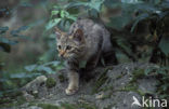 Wilde kat (Felis silvestris) 