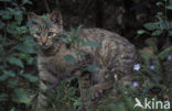 Wilde kat (Felis silvestris) 