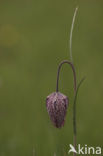 Wilde kievitsbloem (Fritillaria meleagris) 