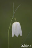 Wilde kievitsbloem (Fritillaria meleagris) 