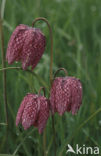 Wilde kievitsbloem (Fritillaria meleagris) 