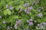 Wilde marjolein (Origanum vulgare)