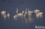 Whooper Swan (Cygnus cygnus)