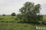 Willow (Salix)