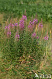 Rosebay Willowherb (Chamerion angustifolium)