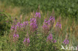 Wilgeroosje (Chamerion angustifolium)