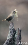 Winterkoning (Troglodytes troglodytes)