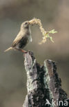 Winterkoning (Troglodytes troglodytes)