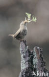 Winterkoning (Troglodytes troglodytes)