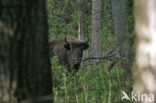 Wisent (Bison bonasus) 