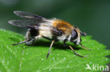 Withaarmelkzwever (Leucozona lucorum)