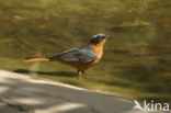 Snowy-crowned Robin-Chat (Cossypha niveicapilla)