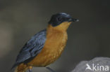 Snowy-crowned Robin-Chat (Cossypha niveicapilla)