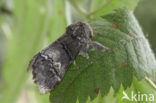 Oak Marbled Brown (Drymonia querna)