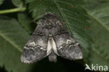Oak Marbled Brown (Drymonia querna)