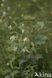 Common Vincetoxicum (Vincetoxicum hirundinaria)