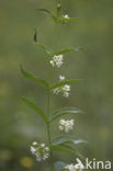 Witte engbloem (Vincetoxicum hirundinaria) 