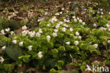 Wood-sorrel (Oxalis acetosella)