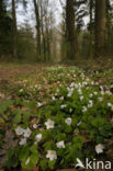 Witte klaverzuring (Oxalis acetosella)