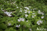 Witte klaverzuring (Oxalis acetosella)