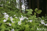 Wood-sorrel (Oxalis acetosella)