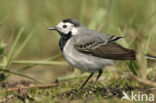 Witte Kwikstaart (Motacilla alba)