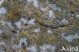 Brandt’s Vole (Microtus brandti)