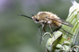 Wolzwever (Bombylius venosus)