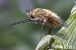 Wolzwever (Bombylius venosus)