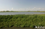 Workumerwaard