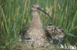 Eurasian Curlew (Numenius arquata) 