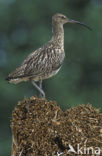 Eurasian Curlew (Numenius arquata) 