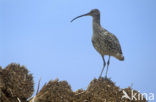 Eurasian Curlew (Numenius arquata) 