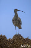 Eurasian Curlew (Numenius arquata) 