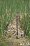 Eurasian Curlew (Numenius arquata) 