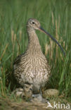 Eurasian Curlew (Numenius arquata) 