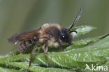 mining bee (Andrena sp.)