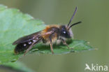 mining bee (Andrena sp.)