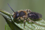 Zandbij (Andrena sp.)
