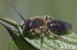 mining bee (Andrena sp.)