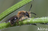 mining bee (Andrena sp.)