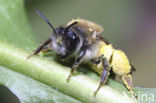 mining bee (Andrena sp.)