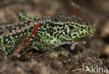 Zandhagedis (Lacerta agilis) 