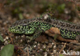 Zandhagedis (Lacerta agilis) 