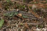 Zandhagedis (Lacerta agilis) 