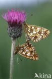 Zilveren maan (Boloria selene) 