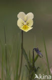 Zinkviooltje (Viola lutea ssp. calaminaria) 