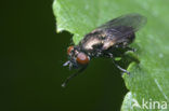 Zomerse glimmer (Orthonevra nobilis)